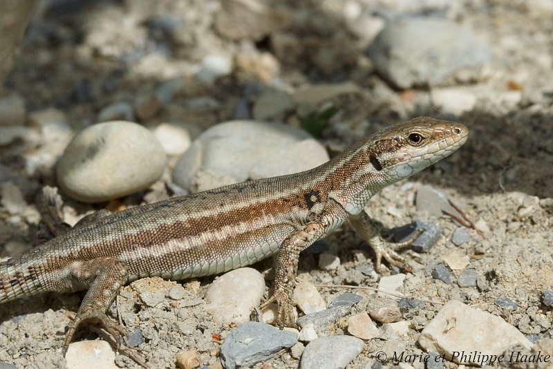 Lezard 5320-2_wm.jpg - Lézard (Gare des Ramières, Drôme, France, mai 2009)